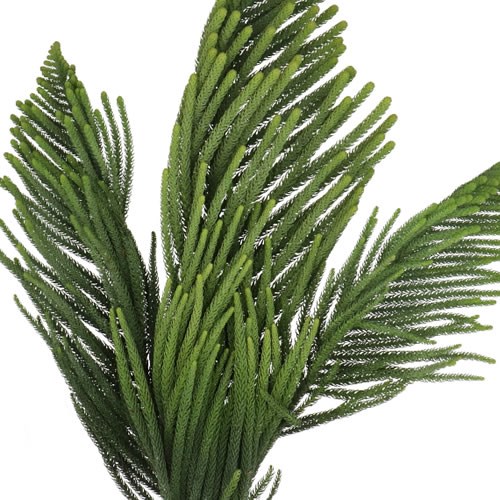 ARAUCARIA ARAUCANA