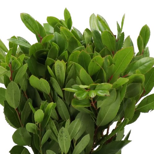 ARBUTUS UNEDO