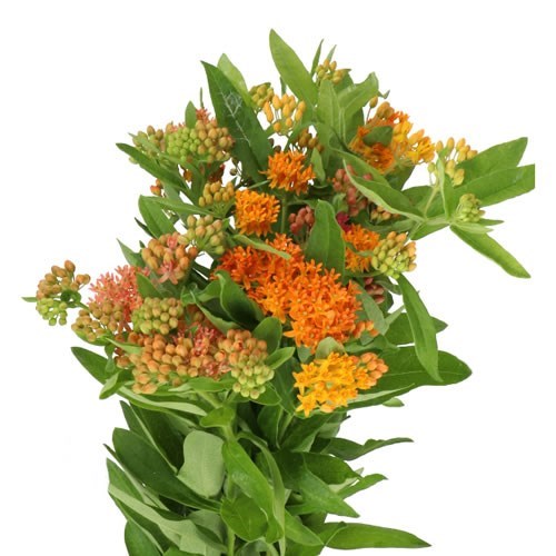 ASCLEPIAS GAY BUTTERFLIES