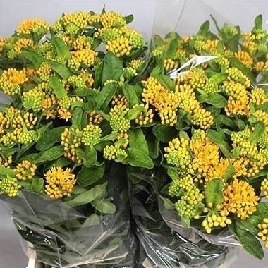 ASCLEPIAS HELLO YELLOW