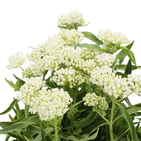 ASCLEPIAS INCARNATA WHITE