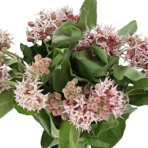 ASCLEPIAS ROSARIO