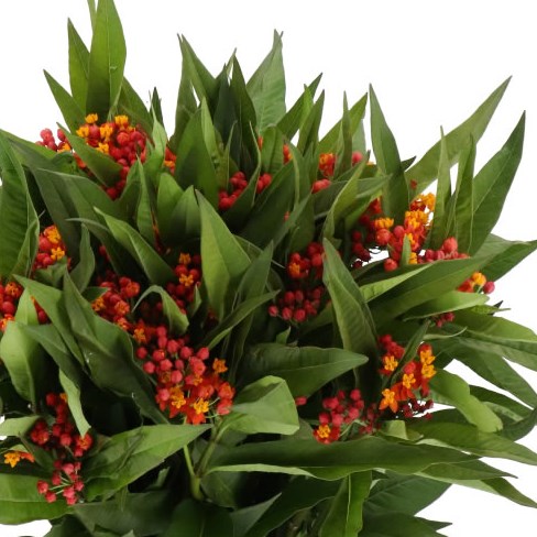 ASCLEPIAS SERENADE