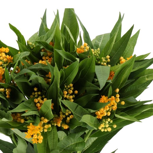 ASCLEPIAS SILKY GOLD