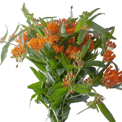 ASCLEPIAS TUBEROSA