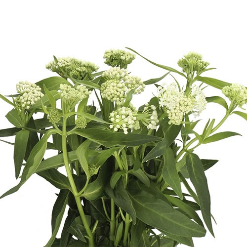 ASCLEPIAS WHITE SUPERIOR