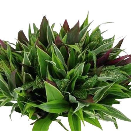 ASIA FOLIAGE MIX