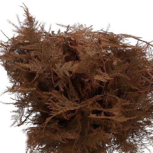 ASPARAGUS FERN DYED BROWN