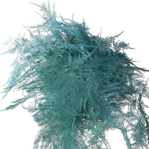 ASPARAGUS FERN DYED BLUE ICE