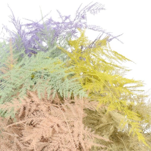ASPARAGUS FERN DYED EASTER MIX