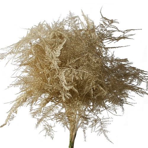 ASPARAGUS FERN DYED GOLD
