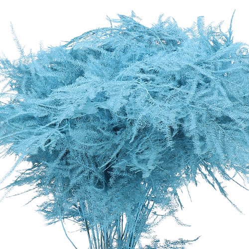 ASPARAGUS FERN DYED LIGHT BLUE