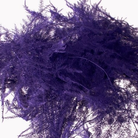 ASPARAGUS FERN DYED PURPLE