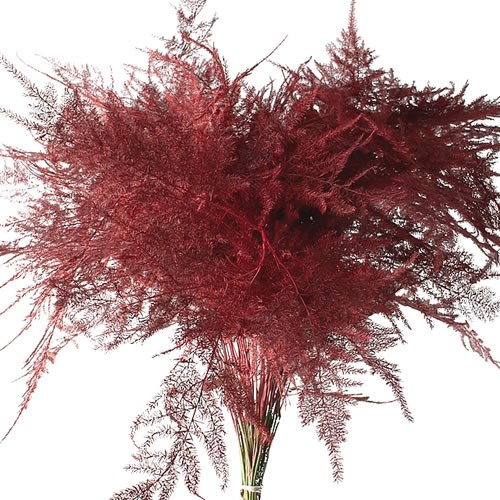 ASPARAGUS FERN DYED RED