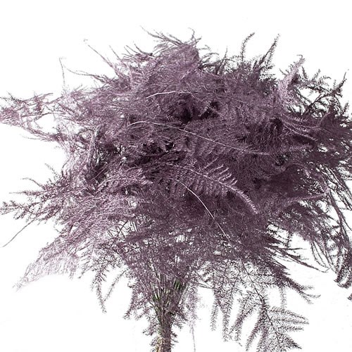 ASPARAGUS FERN DYED ROSE GOLD