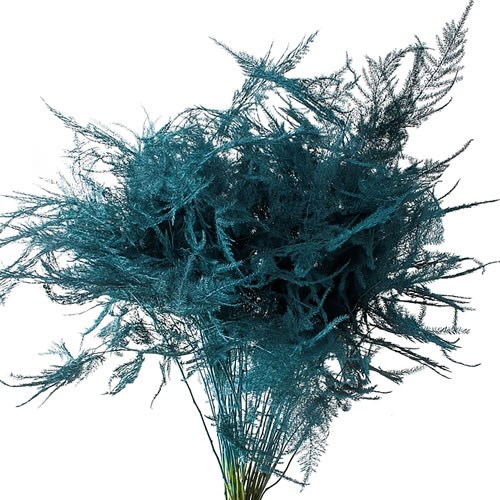 ASPARAGUS FERN DYED TURQUOISE
