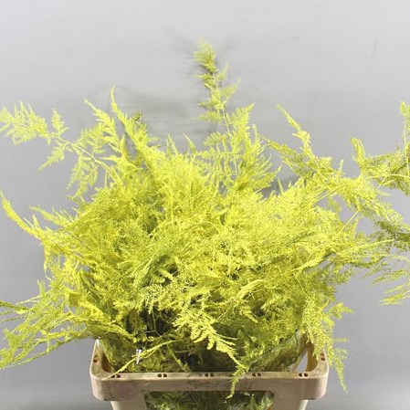 ASPARAGUS FERN DYED YELLOW