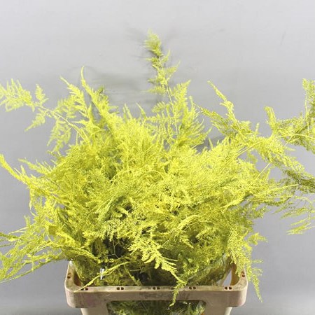 ASPARAGUS FERN DYED YELLOW