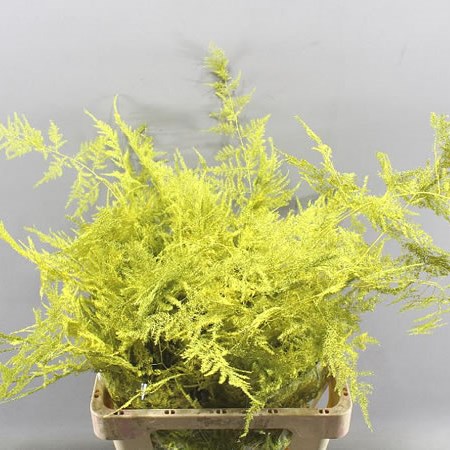 ASPARAGUS FERN DYED YELLOW