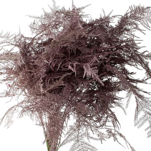 ASPARAGUS FERN EXTRA DYED ROSE GOLD