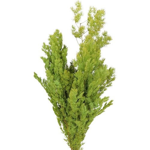 ASPARAGUS MING FERN PRESERVED LIGHT GREEN