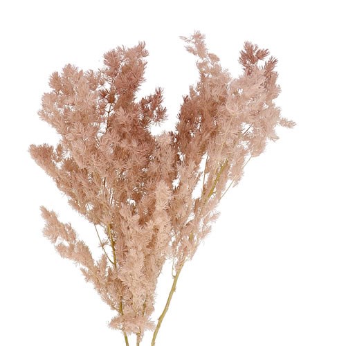 ASPARAGUS MING FERN PRESERVED PEACH
