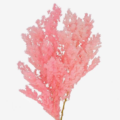 ASPARAGUS MING FERN PRESERVED PINK