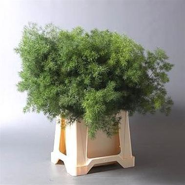 ASPARAGUS MING FERN (UMBELLATUS)