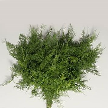 ASPARAGUS PLUMOSUS (mini)