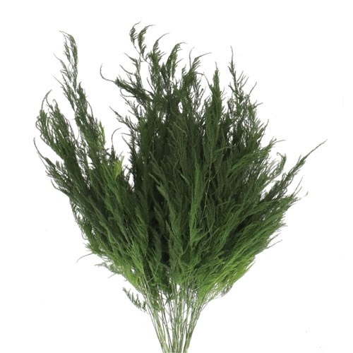 ASPARAGUS PYRAMIDALIS
