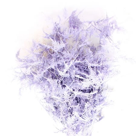 ASPARAGUS SETACEUS LONG LILAC