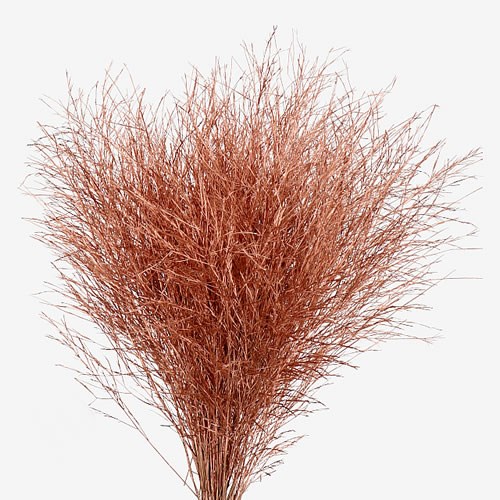 ASPARAGUS TREE FERN DYED COPPER