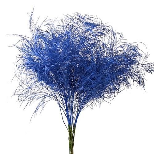 ASPARAGUS TREE FERN DYED DARK BLUE
