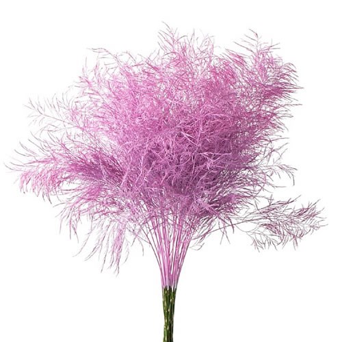 ASPARAGUS TREE FERN DYED LIGHT PINK