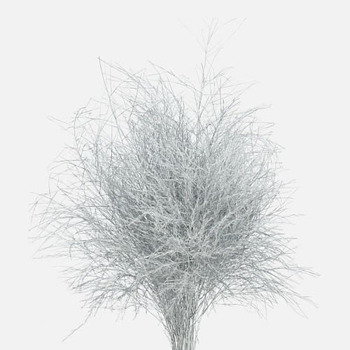 ASPARAGUS TREE FERN DYED SILVER