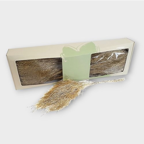 ASPARAGUS TREE FERN PRESERVED GOLD