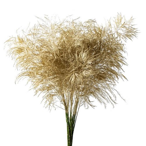 ASPARAGUS TREEFERN DYED GOLD