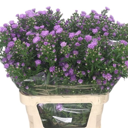 ASTER ASTEE KARMIJN