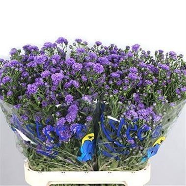 ASTER ASTEE MILKA