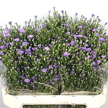 ASTER CASAMARE