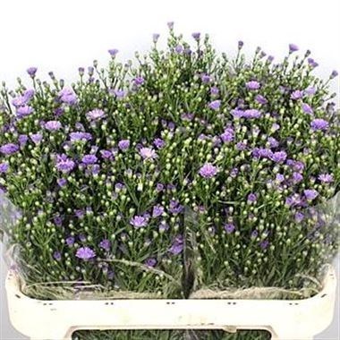 ASTER CASSAMARE