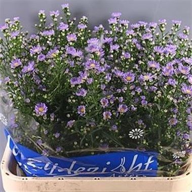 ASTER CASSANDRA