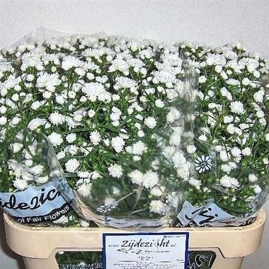 ASTER CASSY