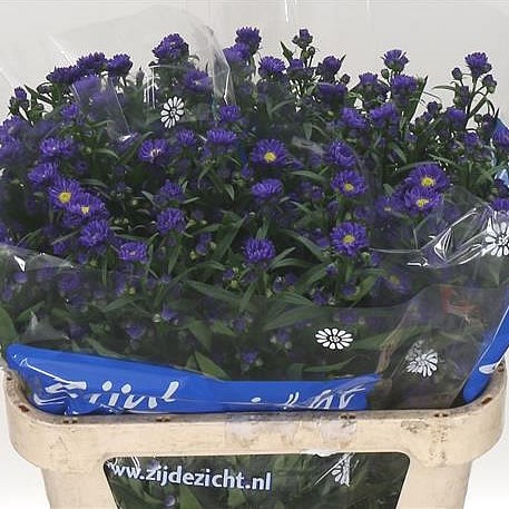 ASTER CHANEL PURPLE