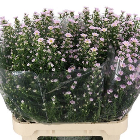 ASTER CLAUDIA