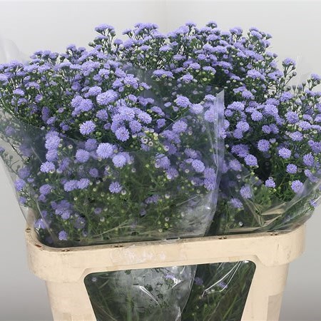 ASTER MINI BABY BLUE
