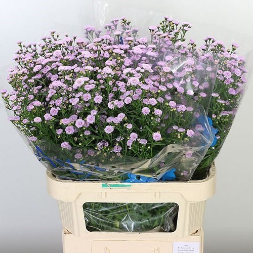 ASTER MINI BABY PINK PEARL