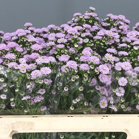 ASTER BABY PINK
