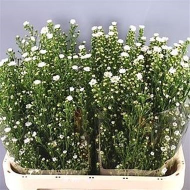ASTER PAQUITA