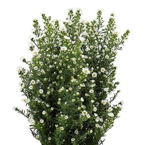 ASTER PAQUITA
